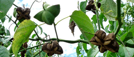 The Sacha inchi plant is a small one with small hermaphrodite flowers producing small pods (green at first and brown when ripe) which usually has 6 lobes. Each lobe contains a seed of 15 to 20 mm. width with an average weight of 1 gr.